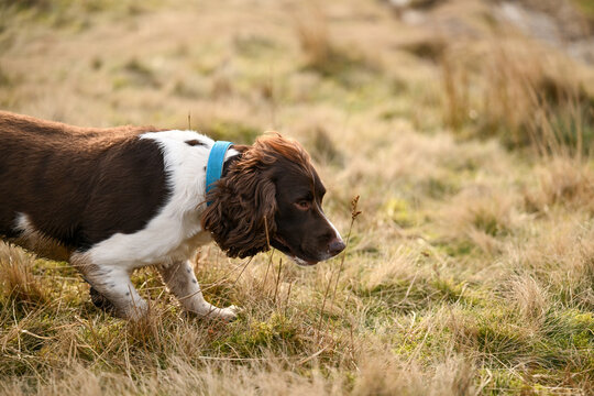 Brown and white English Springer Spaniel playing in the long brown grass of the moorland