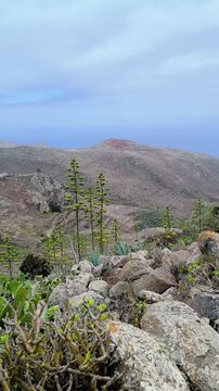 Succulent plant on stony slope above terraced volcanic fields in Upper Teno, Tenerife, Canary Islands. Panoramic rugged landscape under cloudy sky with endemic flora and dramatic terrain.