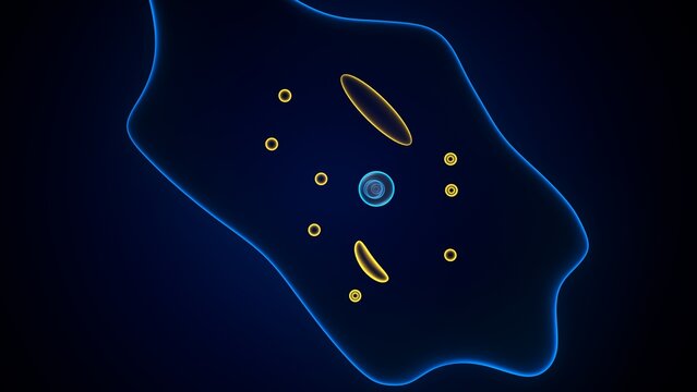 Amoeba structure anatomy. 3d render