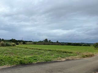 宮古島の牧草地