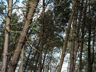 Fototapeta premium Dégâts de la tempête Nils, dans la forêt des Landes de Gascogne, Février 2026