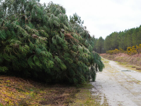 D&eacute;g&acirc;ts de la temp&ecirc;te Nils, dans la for&ecirc;t des Landes de Gascogne, F&eacute;vrier 2026