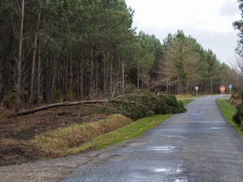 D&eacute;g&acirc;ts de la temp&ecirc;te Nils, dans la for&ecirc;t des Landes de Gascogne, F&eacute;vrier 2026