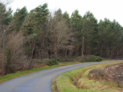 D&eacute;g&acirc;ts de la temp&ecirc;te Nils, dans la for&ecirc;t des Landes de Gascogne, F&eacute;vrier 2026