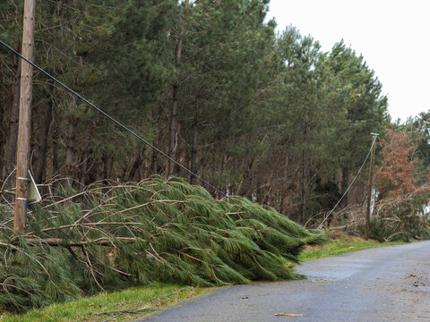 D&eacute;g&acirc;ts de la temp&ecirc;te Nils, dans la for&ecirc;t des Landes de Gascogne, F&eacute;vrier 2026