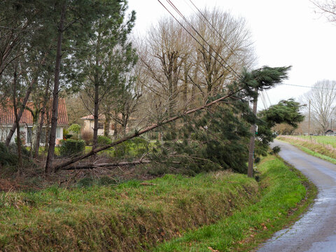 D&eacute;g&acirc;ts de la temp&ecirc;te Nils, dans la for&ecirc;t des Landes de Gascogne, F&eacute;vrier 2026