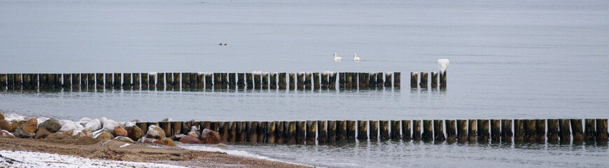 Schw&auml;ne auf der Ostsee