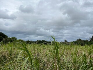 サトウキビ畑