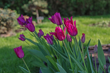 Beautiful bright pink tulips bloom in a spring garden. Gardening and landscape design concept.