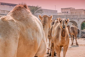 Dromedary camels waiting in line at a traditional animal market, one looking at the camera with an open mouth
