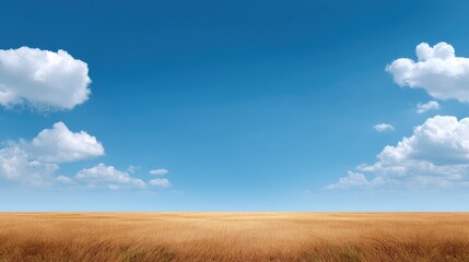 Obraz premium Vast Open Landscape with Golden Grass Field Under Bright Blue Sky and Fluffy White Clouds in a Serene Natural Environment