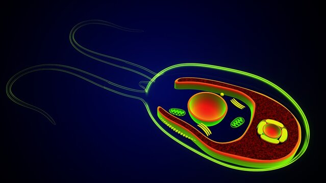Chlamydomonas inner structure anatomy. 3d render