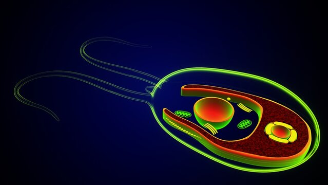 Chlamydomonas inner structure anatomy. 3d render