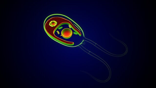 Chlamydomonas inner structure anatomy. 3d render