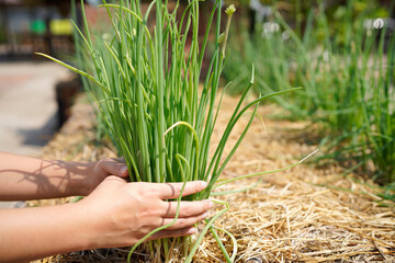 Female's hands clutching freshly pulled green onions at backyard, close up illustrating organic, sustainable farming and homegrown produce for local markets and healthy eating