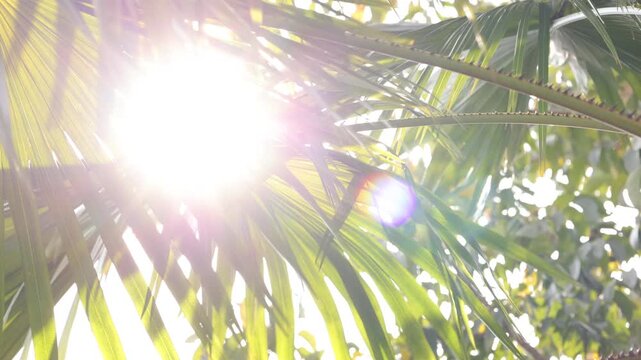 sun rays in the forest