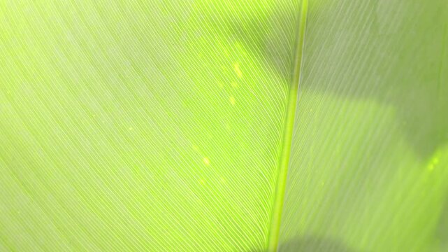 green leaf texture