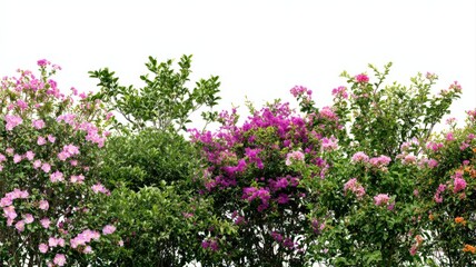 Fototapeta premium Vibrant Bougainvillea Bushes Bordering a White Expanse, Showcasing Lush Greenery and Colorful Floral Display Under Natural Light
