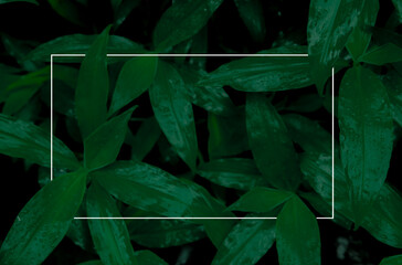 Abstrakter leere Weisser Rahmen in Blattwerk