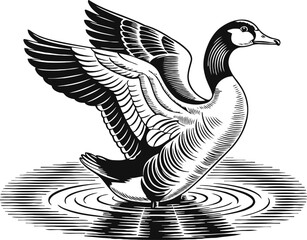 Obraz premium canadian goose spreading wings standing in water with ripples, black and white nature illustration