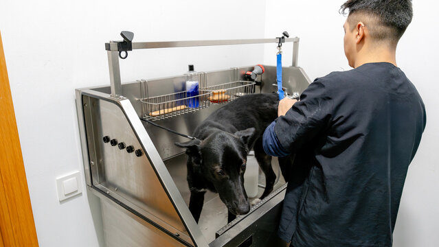 Professional dog grooming in stainless steel tub