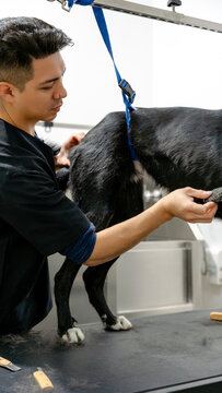 Grooming session for a dog's coat care routine
