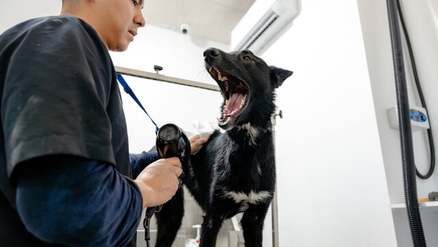 Dog grooming session with a professional stylist