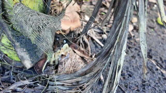 Juvenile Atlantic ghost crab, navigating through dry leaves, twigs, and debris on a volcanic beach, representing wildlife and natural environment of Caribbean island Martinique. Ocypode quadrata sp.
