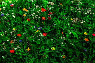 Blumenbeet mit bunten Wildblumen im Fr&uuml;hling