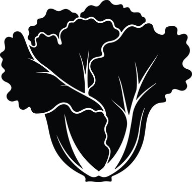 silhouette fresh green lettuce head vegetable healthy food vector design