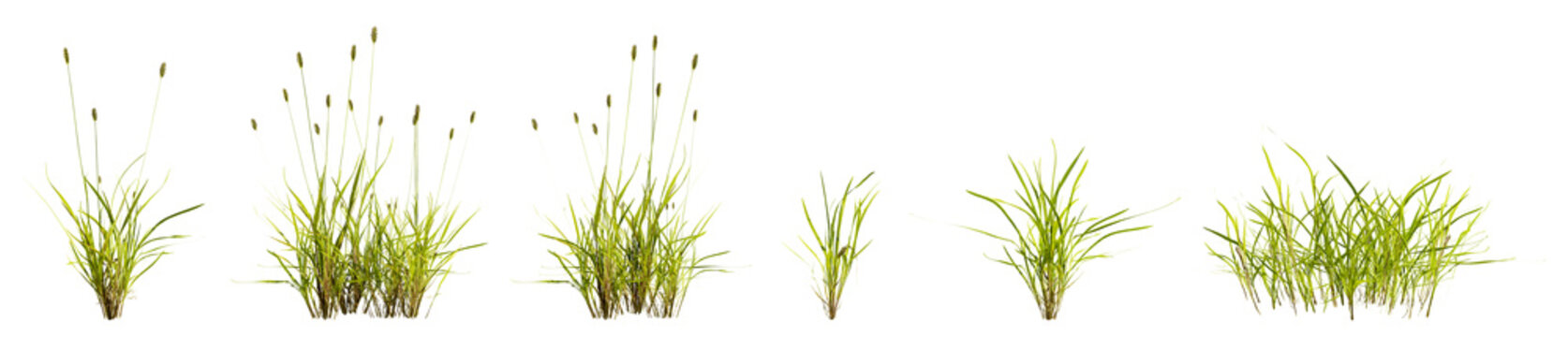 Set of green foxtail grass isolated on transparent background. 3D render.