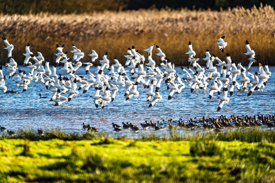 Pied Avocet, Recurvirostra avosetta, birds in flight over winter marshes