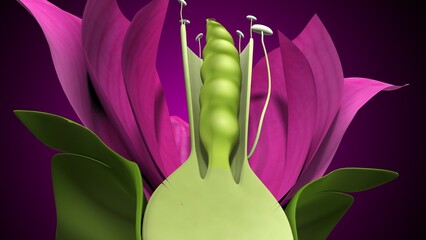 Pisum sativum anatomy with colorful background. 3d render