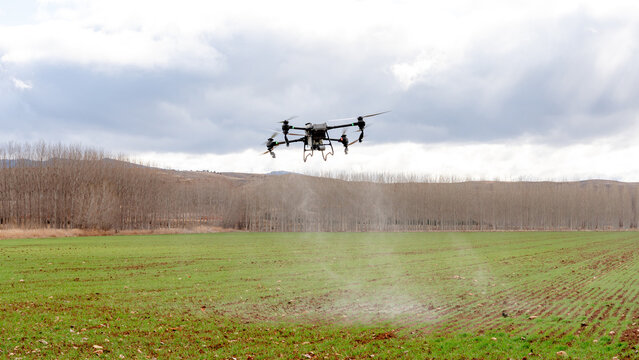 Agricultural drone spraying fertilizer over green wheat field