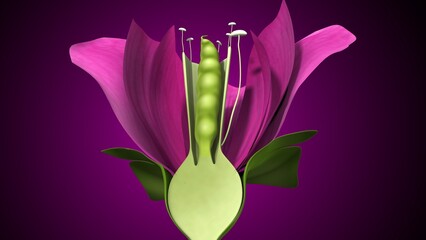 Pisum sativum anatomy with colorful background. 3d render