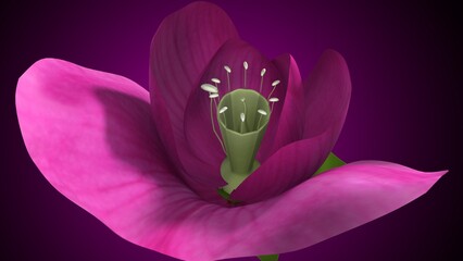 Pisum sativum anatomy with colorful background. 3d render