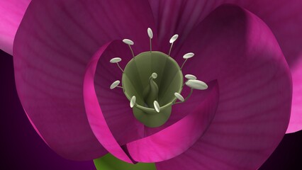 Pisum sativum anatomy with colorful background. 3d render