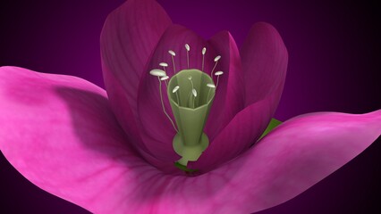 Pisum sativum anatomy with colorful background. 3d render