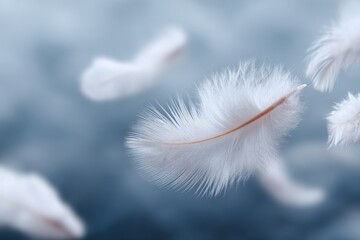 Obraz premium Delicate white feathers floating gently on a soft blue background