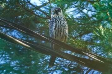 Obraz premium Eurasian hobby (Falco subbuteo ). A bird sits against a background of green pine branches.