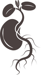 Seedling Growth Illustration