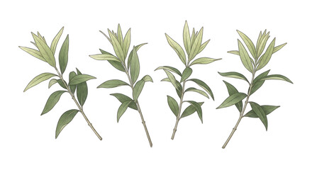 Fototapeta premium Detailed illustration of three green plant stems with leaves