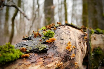 Close-up of fallen tree log with vibrant green moss and small orange shelf fungi in a forest. © Nataliia