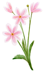 Loose Abstract Watercolor of Pink Cosmos