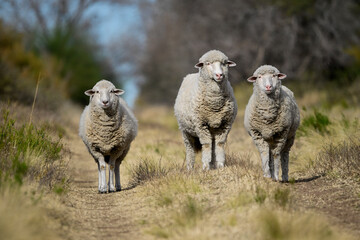 Fototapeta premium Flock of sheep in rural environment,Patagonia,Argentina
