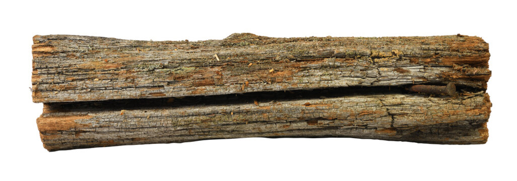 Old weathered log without bark with deep cracks isolated on white background. 