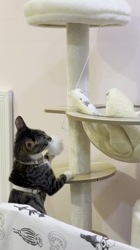 The cat is playing with the pom-pom on the cat tree.