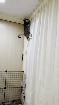 The image of a cat climbing up the curtains at high speed.
