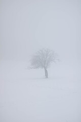 Fototapeta premium Winter forest with lone trees, bare branches, and fallen leaves. Calm, quiet atmosphere with soft light, frost, and minimalistic, serene natural beauty.