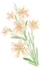 Loose Abstract Watercolor of Coral Lewisia